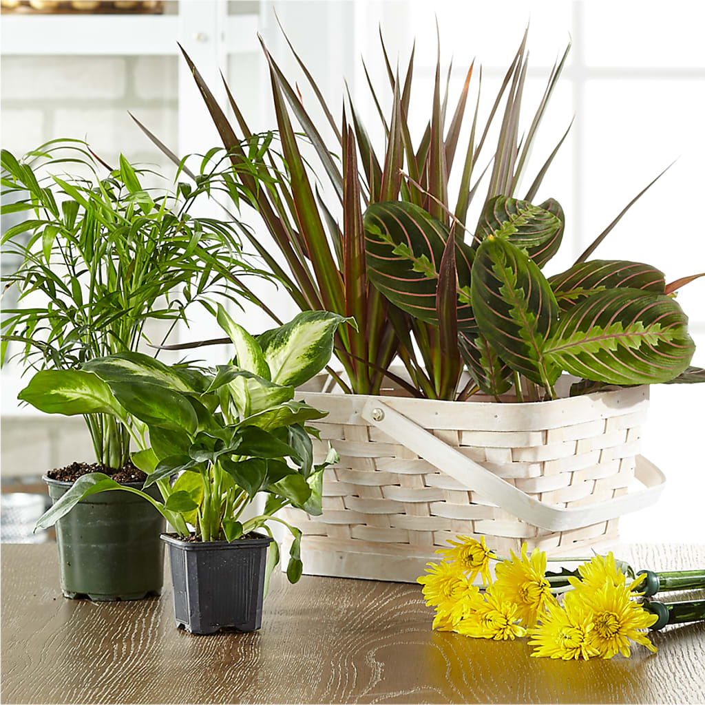 Florist Designed Blooming and Green Plants in a Basket – Designs By Dj, Huntington WV