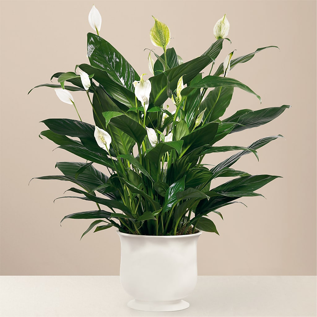 Comfort Planter – Designs By Dj, Huntington WV