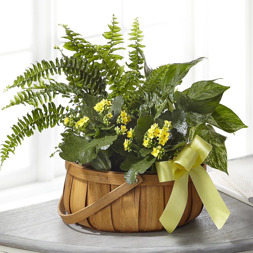 Always Dear Dishgarden – Designs By Dj, Huntington WV