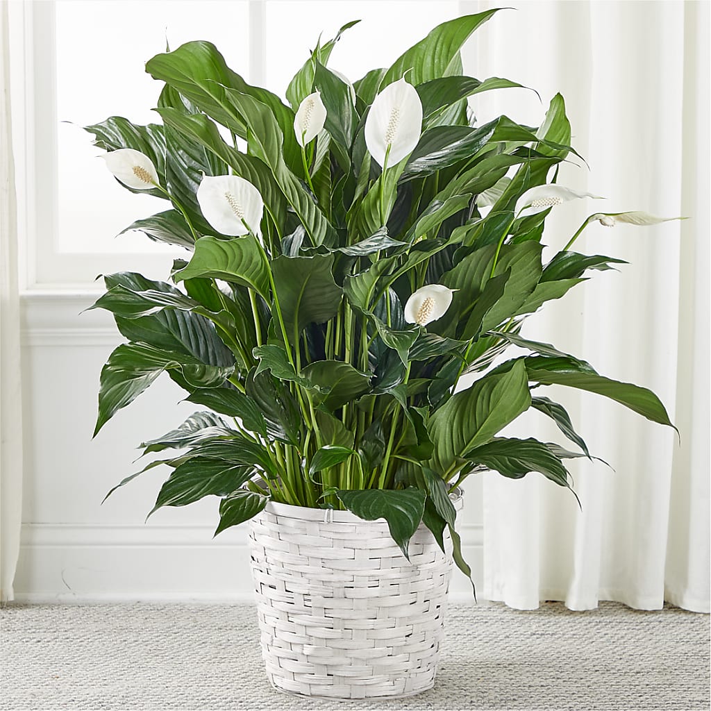 A New Leaf Peace Lily – Designs By Dj, Huntington WV