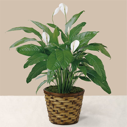 Tranquil Moments Peace Lily Plant –  Designs By Dj, Huntington WV